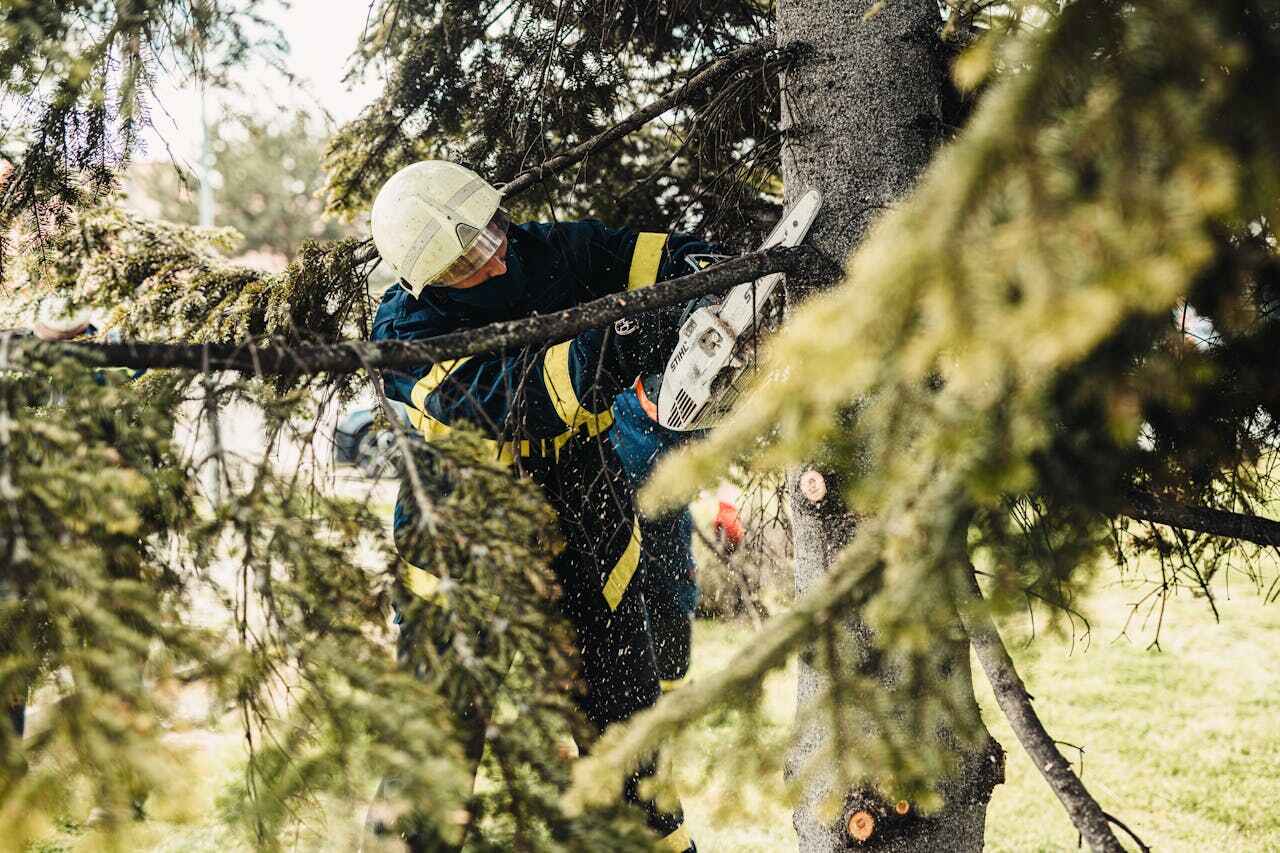 Tree Root Removal in Cumings, TX